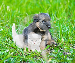 German shepherd puppy hugging kitten on green grass