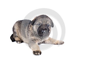 German shepherd puppy isolated on white