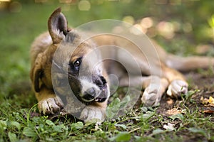 German shepherd puppy lay on green grass lawn with human hand