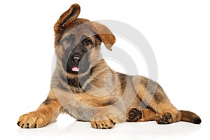 German Shepherd puppy lies on a white background