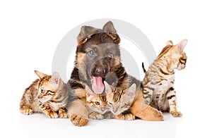 German shepherd puppy lying with bengal kittens. isolated