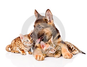 German shepherd puppy lying with bengal kittens. isolated on white