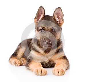 German Shepherd puppy lying in front. isolated on white