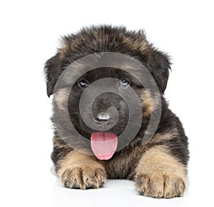 German shepherd puppy