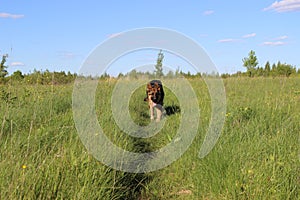 The German Shepherd puppy 10 month. field.