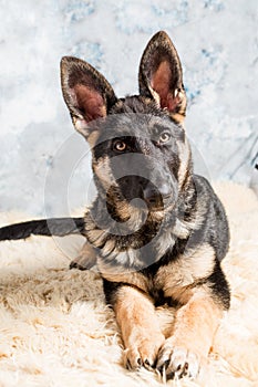 German Shepherd puppy, 4 months old, sitting in on sheep wool in front of blue background