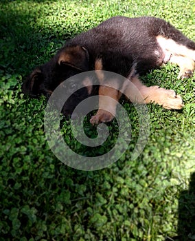 German shepherd puppy 2 months sleeping on the grass