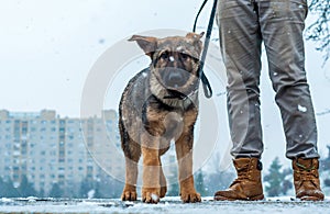 German shepherd puppy with owner