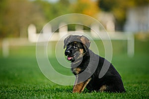 German Shepherd puppy in a park