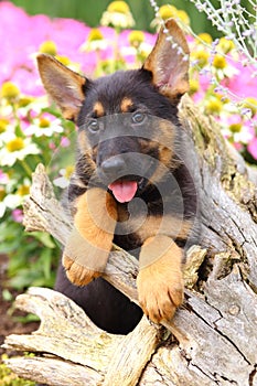 German Shepherd Puppy with paws on an old stump