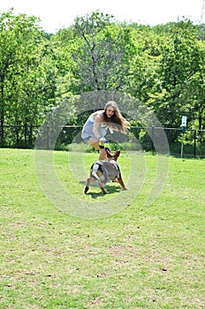 German Shepherd Puppy Play