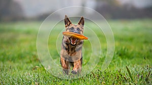 German shepherd puppy playing with frisbee on a green field