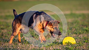 German shepherd puppy playing with frisbee on a green field