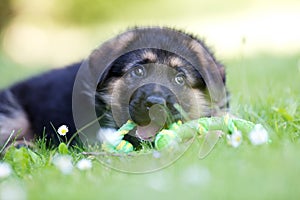 German shepherd puppy playing with rope