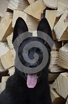 German shepherd puppy portrait