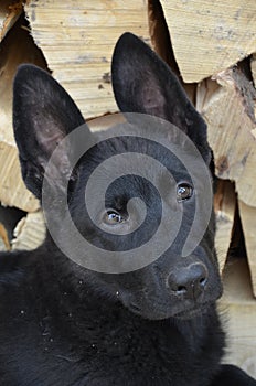 German shepherd puppy portrait closeup