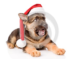 German Shepherd puppy with red hat looking up. on white