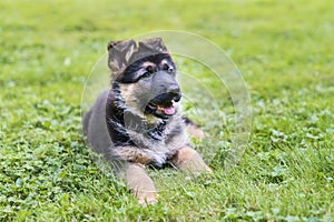 German Shepherd puppy resting in the backyard after a big morning of play.