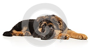 German-shepherd puppy resting on white background