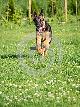 German Shepherd puppy running
