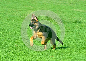 A German Shepherd puppy running across green grass