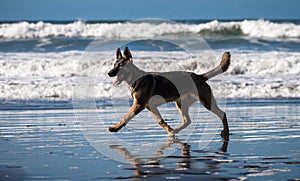 German shepherd puppy running and playing on beach