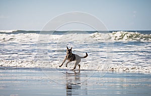 German shepherd puppy running and playing on beach