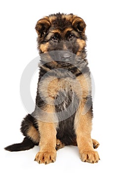 German Shepherd puppy sits on a white background