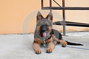 German shepherd puppy sitting actively with open mouth.