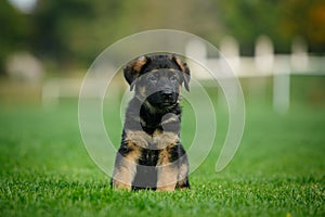 German Shepherd puppy sitting on the grass