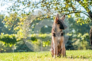 A german shepherd puppy sitting on the grass of a backyard