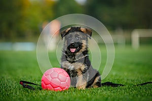 German Shepherd puppy sitting on the grass in the park