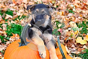 German Shepherd puppy sitting beside pumpkin in Autumn leaves