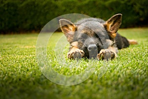 German shepherd puppy sleeping on a warm summer day