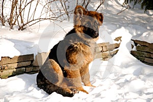 German Shepherd puppy on the snow