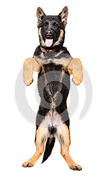 German Shepherd puppy standing on his hind legs