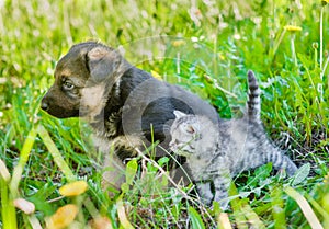 German shepherd puppy with tiny kitten standing in profile on green grass