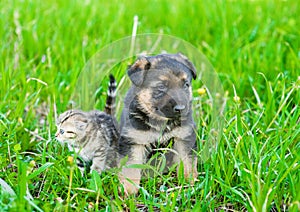 German shepherd puppy and tiny kitten together on green grass