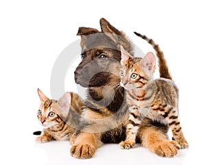 German shepherd puppy and two bengal kittens looking away. isola