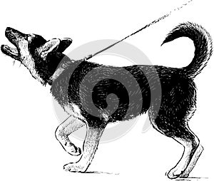 German shepherd puppy