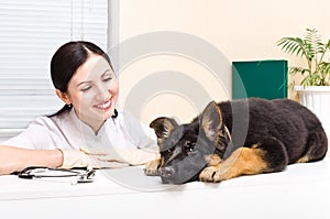 German Shepherd puppy and vet