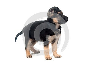 German Shepherd puppy on white