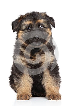 German shepherd puppy on white background