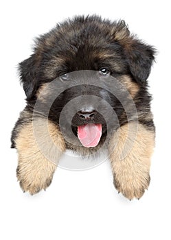 German shepherd puppy on a white banner