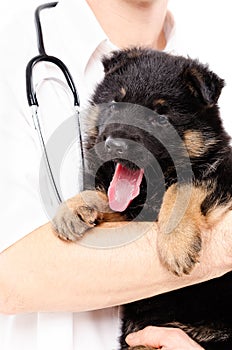 German Shepherd puppy yawning on the hands of a veterinarian