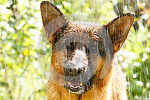 German shepherd in the rain