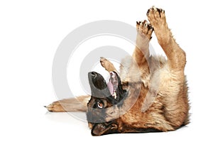 German Shepherd resting photo