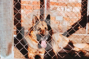 German shepherd resting in its kennel on the backyard of countryside house