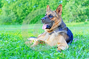 German shepherd resting on a summer green meadow