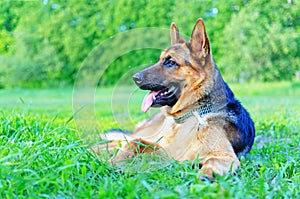 German shepherd resting on a summer green meadow